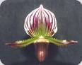 Paph. lawrenceanum